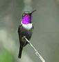 Hummingbird Garden Photo: Purple-Throated Woodstar